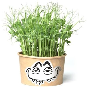 Зеленям Мем Глупыш (игрушка травянчик со съедобными гороховыми кудряшками) минисад - свежая зелень