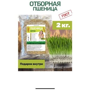 Пшеница цельнозерновая зерно микрозелень для проращивания витграсс