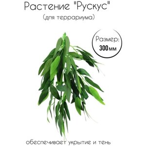Растение "Рускус" для террариумов