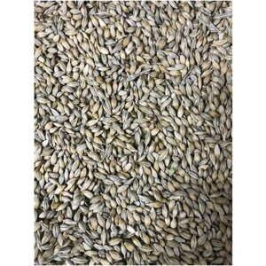 Ячмень фуражное зерно 5кг добавка в рацион с/х птиц и животных