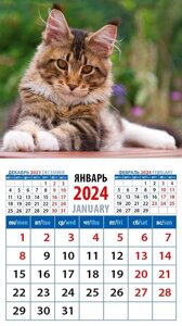 Календарь 2024г 94*167 "Котенок мейн кун" на магните