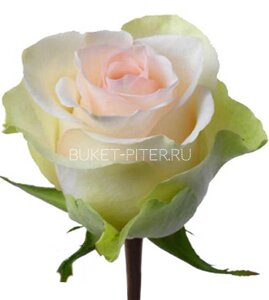 Роза alba альба эквадор (крупный бутон)