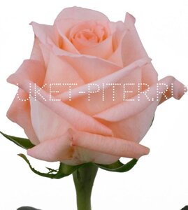 Роза hermosa хермоза эквадор (крупный бутон)