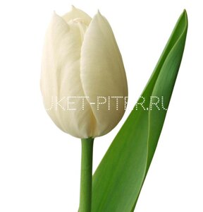 Тюльпан Белый (Голландия)