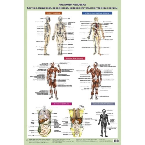 Анатомия человека. Костная, мышечная, кровеносная системы и внутренние органы. Самусев Р.