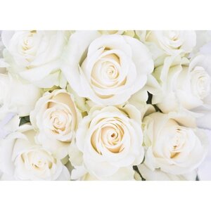 Фотообои «Белые розы»8 листов), 280х200 см