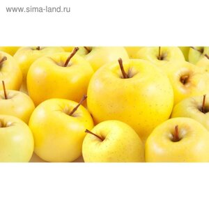 Фотообои "Желтые яблоки" 2-А-255 (1 полотно), 270x150 см