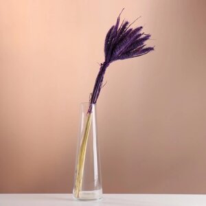 Набор сухоцветов "Сетария", банч 7 шт, длина 55-65 (6 см), фиолетовый