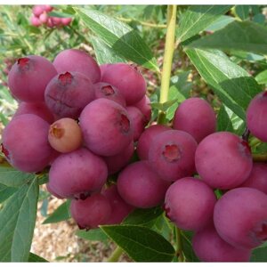Саженец Голубика садовая "Pink Blueberry", Горшок C2, Лето 2024