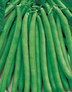 Фасоль овощная Сакса без волокна 615 5 гр цв. п