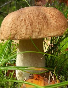 Грибы Белый гриб Классический (УД) 30 мл/15 гр цв. п