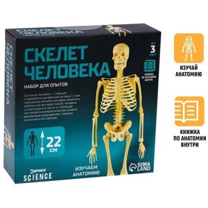 Набор для опытов Эврики "Скелет человека", для детей
