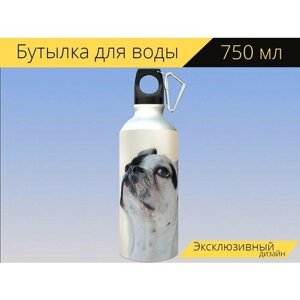 Бутылка фляга для воды "Собака, французский бульдог, животное" 750 мл. с карабином и принтом
