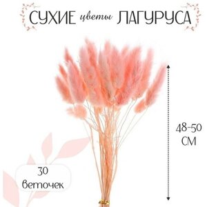 Сухие цветы лагуруса, набор 30 шт, цвет розовый