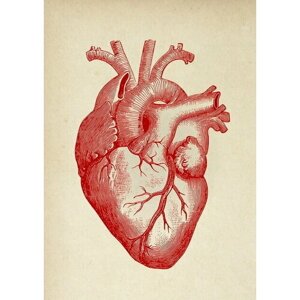 Плакат, постер на холсте анатомия человека. Сердце. Размер 30 х 42 см