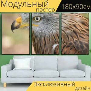 Модульный постер "Орел, птица, хищник" 180 x 90 см. для интерьера
