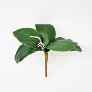 Листья орхидеи Конэко-О KR_182 25 см
