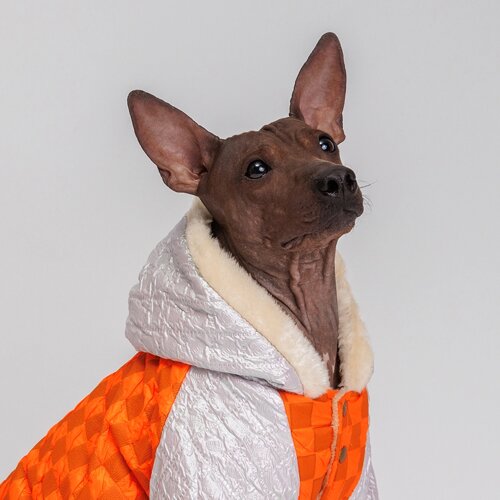 Petmax Комбинезон с капюшоном для собак, 2XL, оранжевый