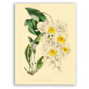 Гравюра Постер на бумаге / Dendrobium Farmerii