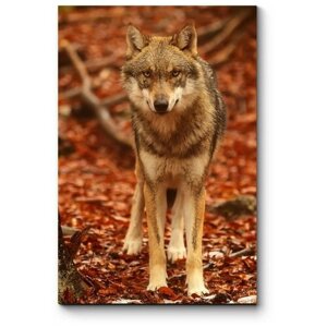 Модульная картина Волк в осеннем лесу 50x75