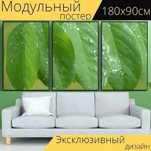 Модульный постер "Листья, зеленый, дождь" 180 x 90 см. для интерьера