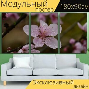 Модульный постер "Персиковый цвет, капли росы, блум" 180 x 90 см. для интерьера