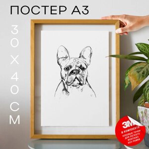 Постер интерьерный на стену, Собаки - French Bulldog, 30х40, А3