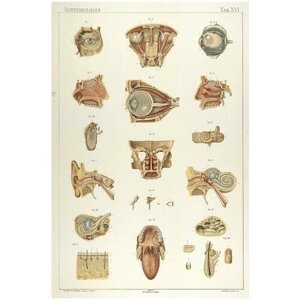 Постер / Плакат / Картина Анатомия - Строение глаза, уха, языка человека 40х50 см в подарочном тубусе