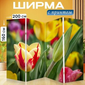 Ширма перегородка с принтом "Тюльпан, цветок, срезанный цветок" на холсте - 200x160 см. для зонирования, раскладная