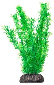 Laguna растение Лигодиум (20 см., Зеленый)