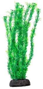 Laguna растение Лигодиум (30 см., Зеленый)