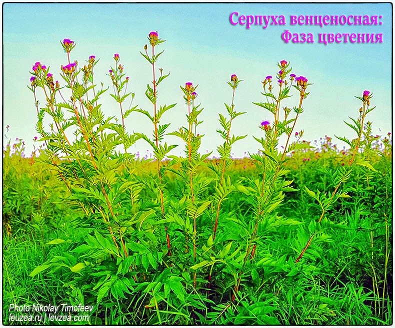 Семена серпухи на 10 соток - 20 000 шт от компании Энергетики с экдистероном для прилива сил и энергии - фото 1