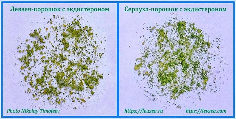 Серпуха-порошок 500 грамм = 23650 мг экдистерона от компании Энергетики с экдистероном для прилива сил и энергии - фото 1