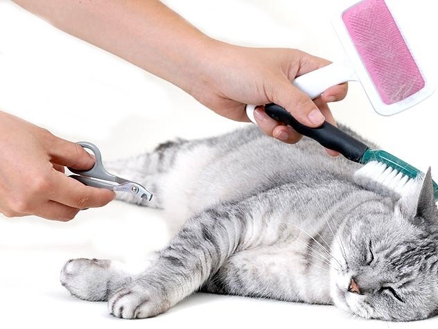 Уход за кошкой