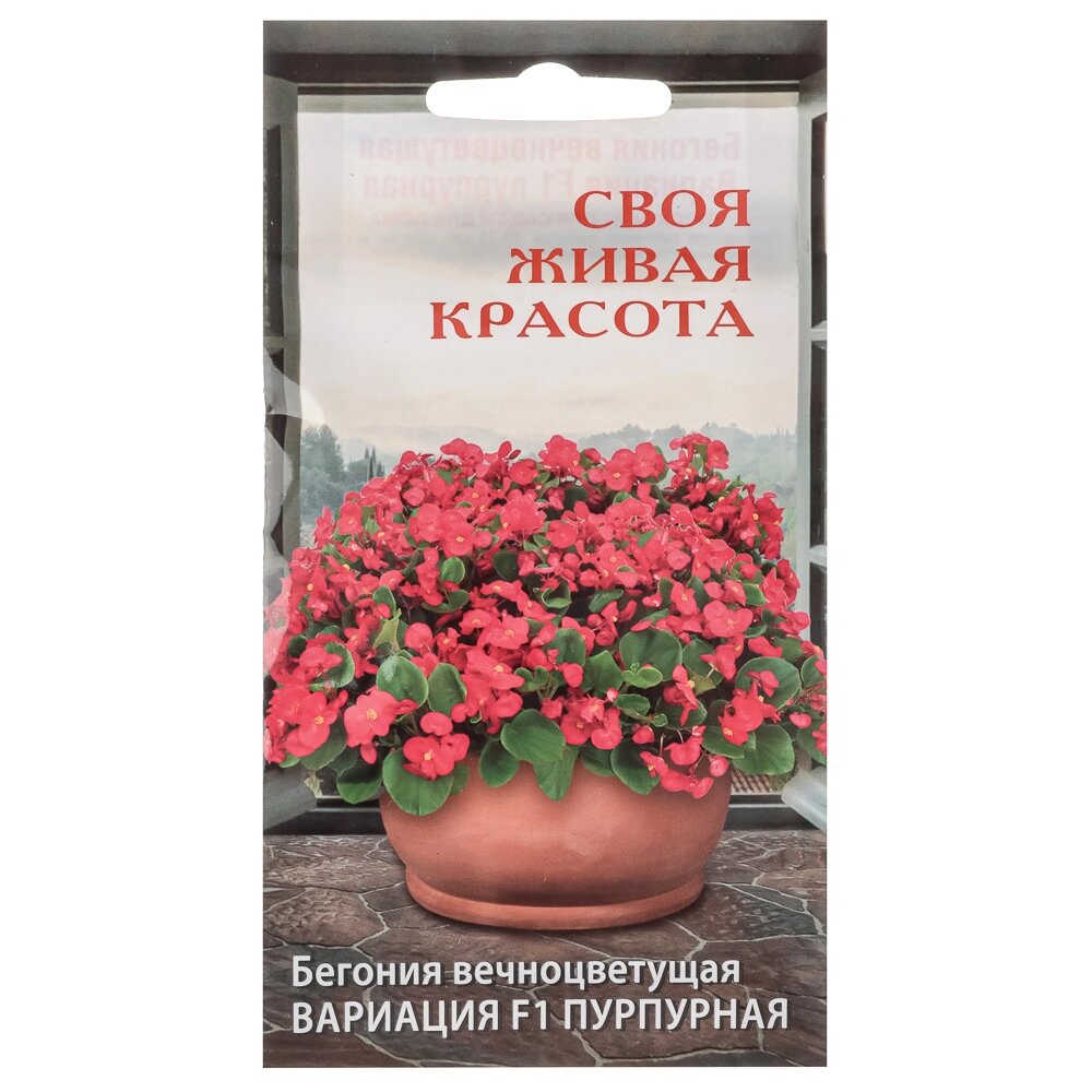 Семена и рассада бегонии купить в России. Выбрать недорого из каталога  маркетплейса