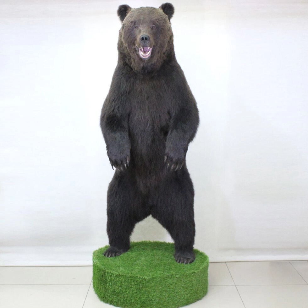 Чучело бурого медведя от компании Интернет-магазин "Русский Трофей" - фото 1