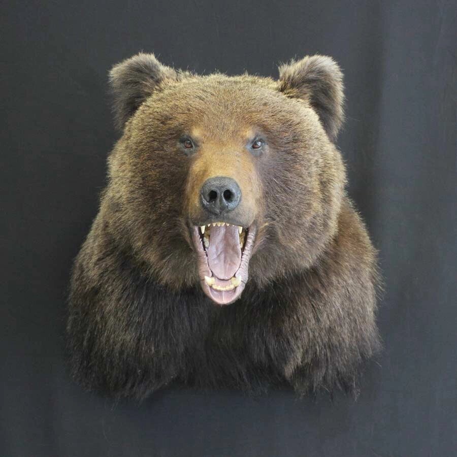 Чучело Голова медведя от компании Интернет-магазин "Русский Трофей" - фото 1