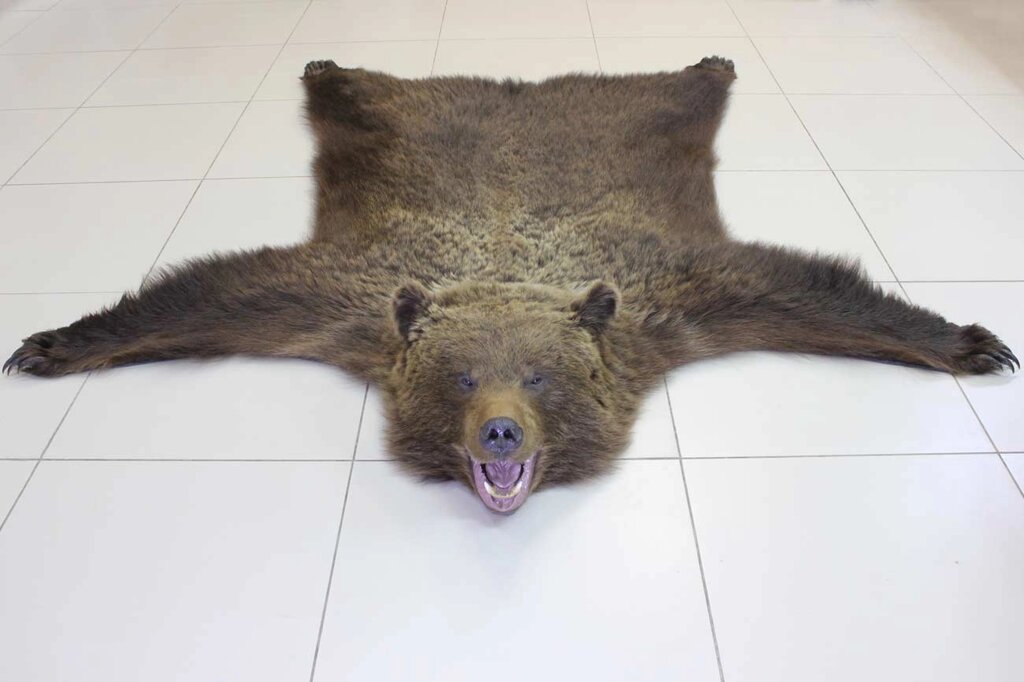 Ковер из шкуры медведя 200 см от компании Интернет-магазин "Русский Трофей" - фото 1