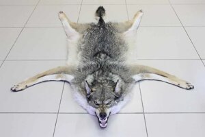 Шкура волка с головой 140 см