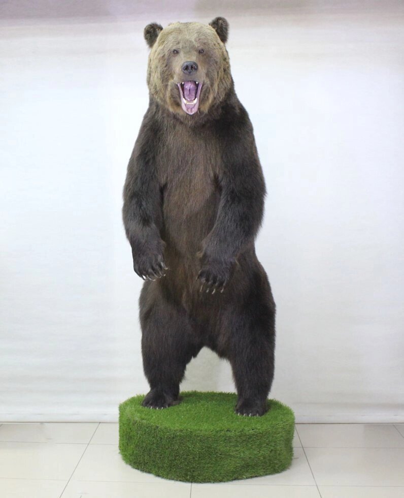 Чучело крупного медведя - акции