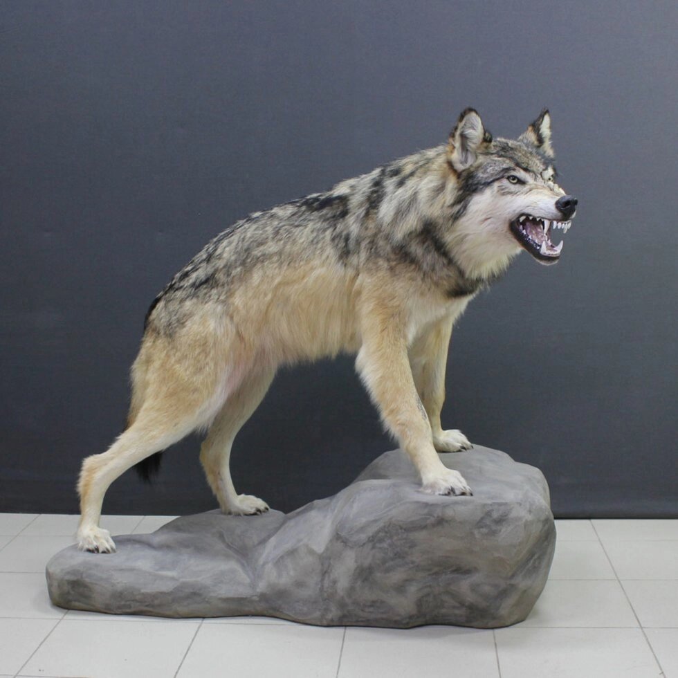 Чучело крупного волка - розница