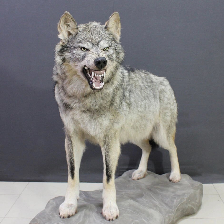 Чучело агрессивного волка - описание