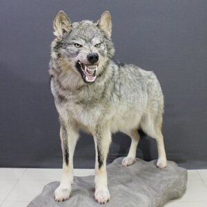 Чучело агрессивного волка