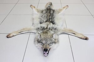 Шкура волка 150 см