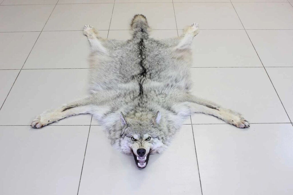 Шкура волка 130 см от компании Интернет-магазин "Русский Трофей" - фото 1