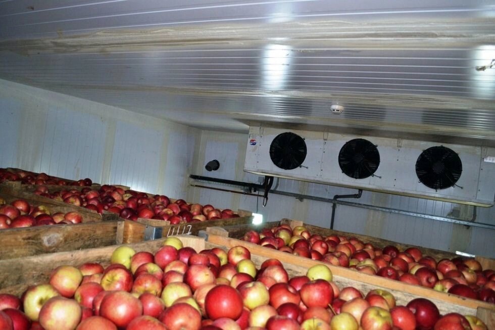 Холодильная камера с РГС для овощей и фруктов. Холодильная камера для овощей 200м2. Оборудование для овощехранилища 580м3. Холодильная камера для фруктов 2х2х2. Длительное хранение фруктов