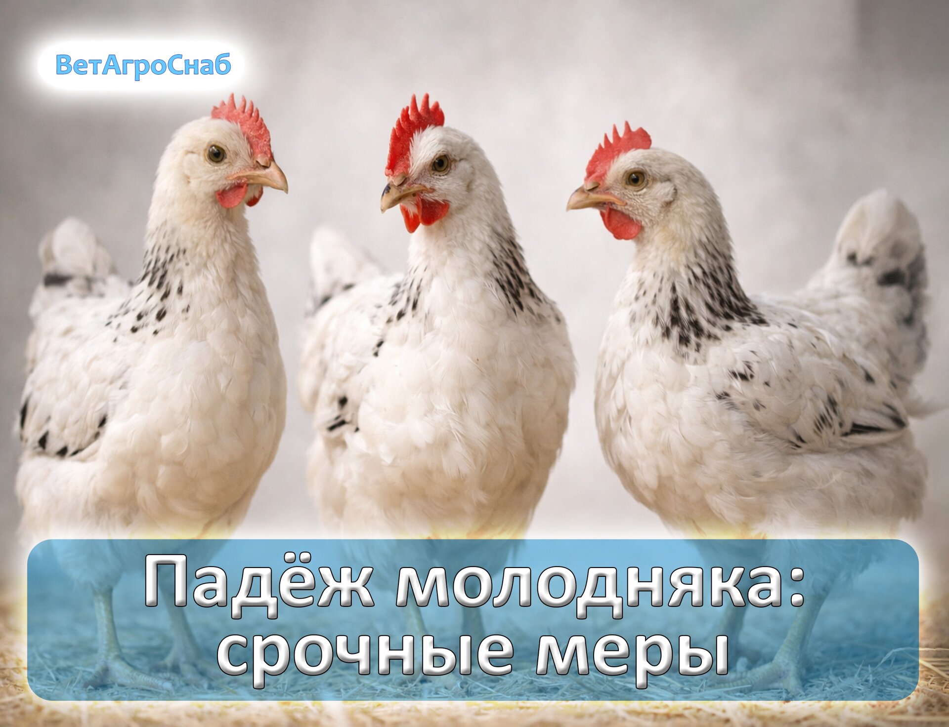 Падёж молодняка: пошаговый алгоритм действий без паники - фото pic_350747ce8a921cbe5c89281fbc96ebf4_1920x9000_1.jpg