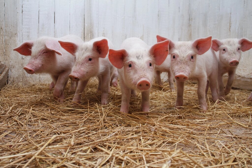 Премикс для поросят, свиней Поркон (упак 25 кг) от компании ООО "ВЕТАГРОСНАБ" - фото 1
