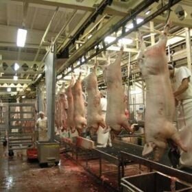 Линия убоя свиней от компании ПТФ МИЛА - фото 1