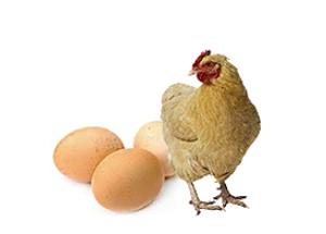 Подменные яйца, гнезда сетчатые, совок для корма